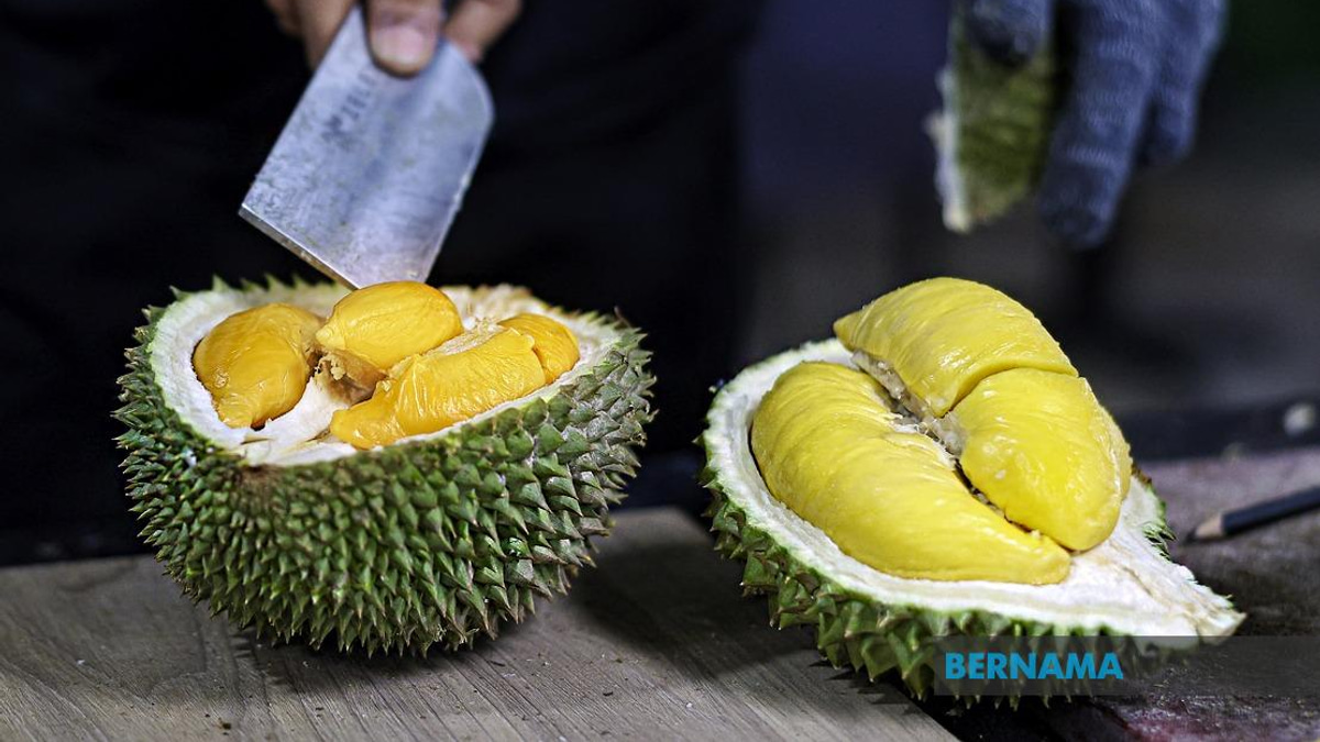 FAMA Steps Up Durian Push as Penang Harvest Surges Past 18,000 Tonnes