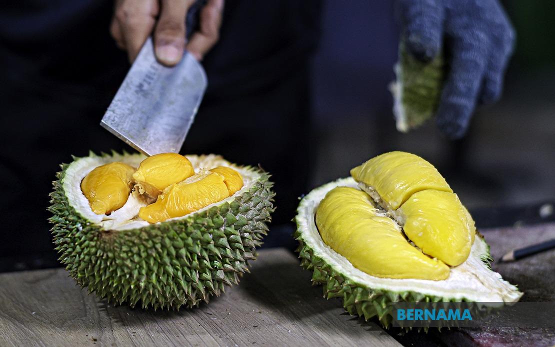 FAMA Steps Up Durian Push as Penang Harvest Surges Past 18,000 Tonnes