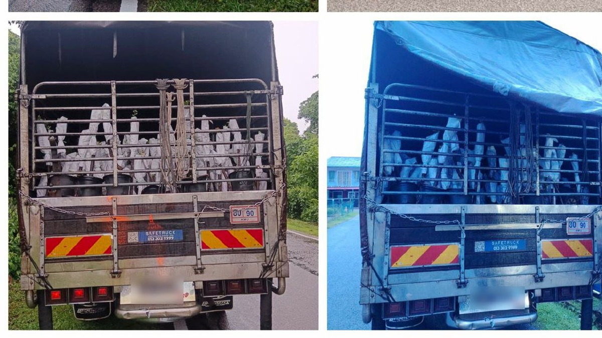 Authorities Seize RM85,000 in Contraband Plant Saplings at Thailand-Malaysia Border