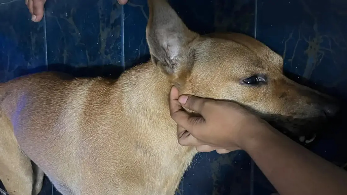 Independent Investigation Into Dog's Death Essential, Says Santiago — Don't Blame Owner