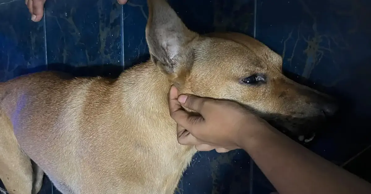 Independent Investigation Into Dog's Death Essential, Says Santiago — Don't Blame Owner