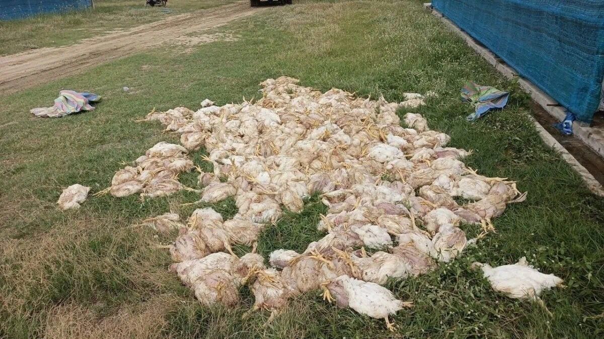 Cambodia battery recycling fire kills thousands of chickens, sparks safety probe and relocation order