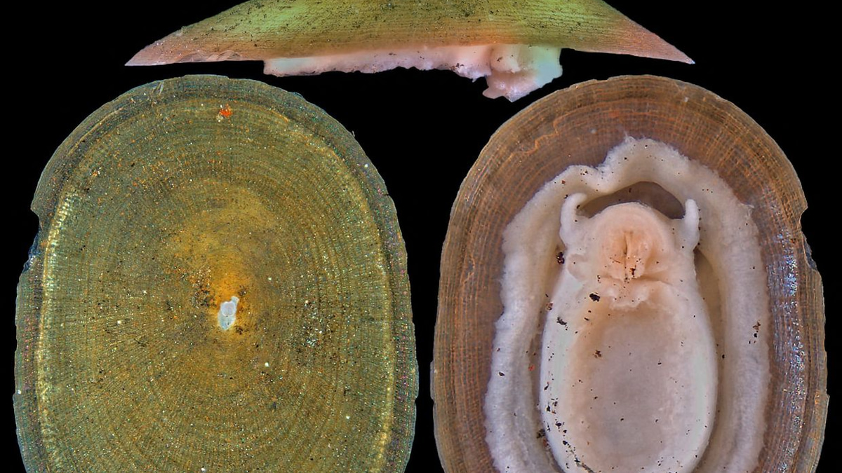 Deep-sea mining puts half of rare vent molluscs at extinction risk, warns conservation body