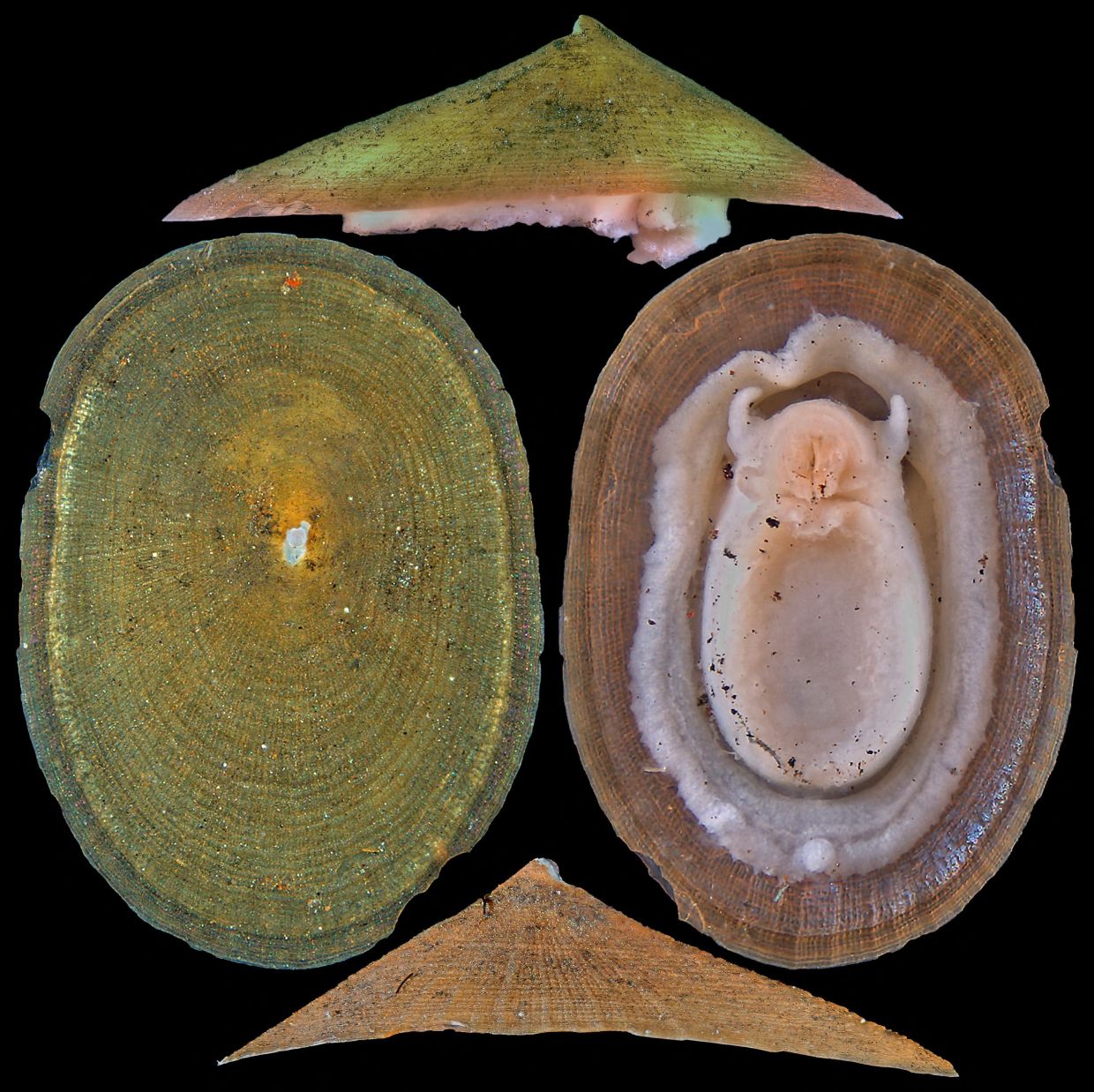 Deep-sea mining puts half of rare vent molluscs at extinction risk, warns conservation body
