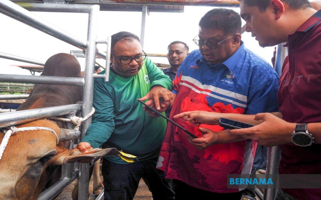 Melaka Deploys QR Code Tags to Track Livestock and Curb Stray Animal Crisis