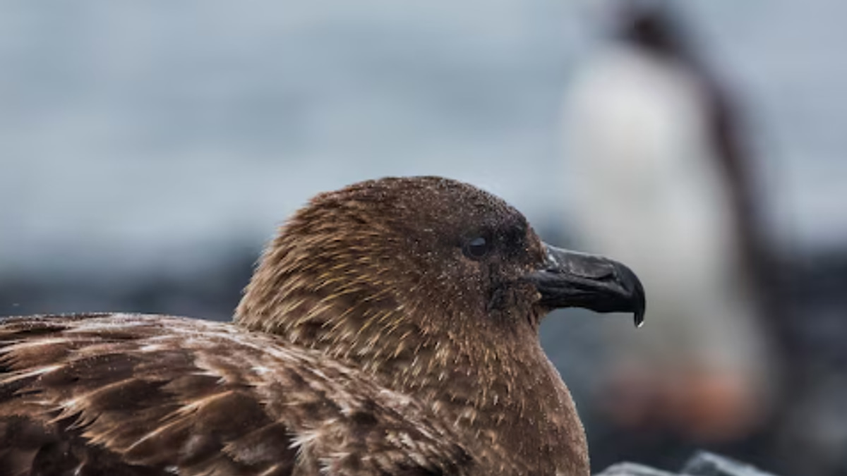 New Zealand Confirms First H5N1 Case as Vaccination Begins for Endangered Birds