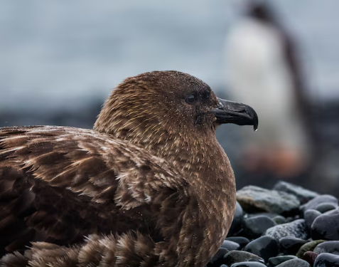 New Zealand Confirms First H5N1 Case as Vaccination Begins for Endangered Birds