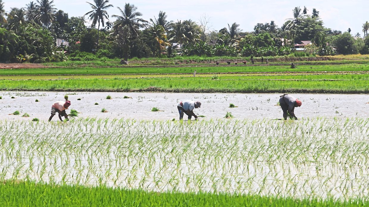 Malaysia shields food prices from Middle East turmoil through targeted farm support and strategic reserves