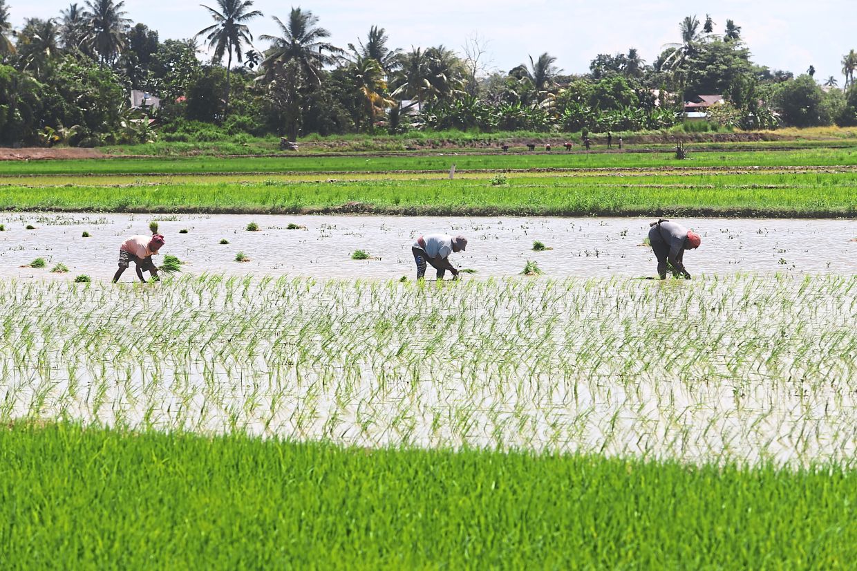 Malaysia shields food prices from Middle East turmoil through targeted farm support and strategic reserves