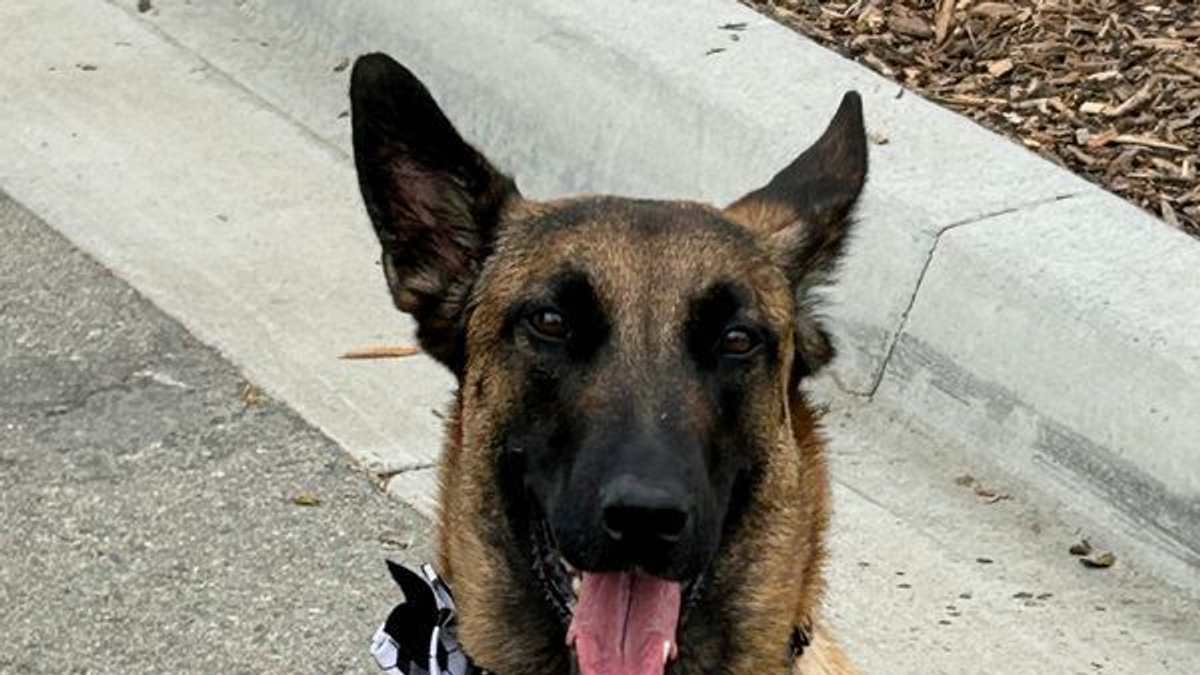Canine Corps: How Hundreds of Security Dogs Protected the World Cup Across North America
