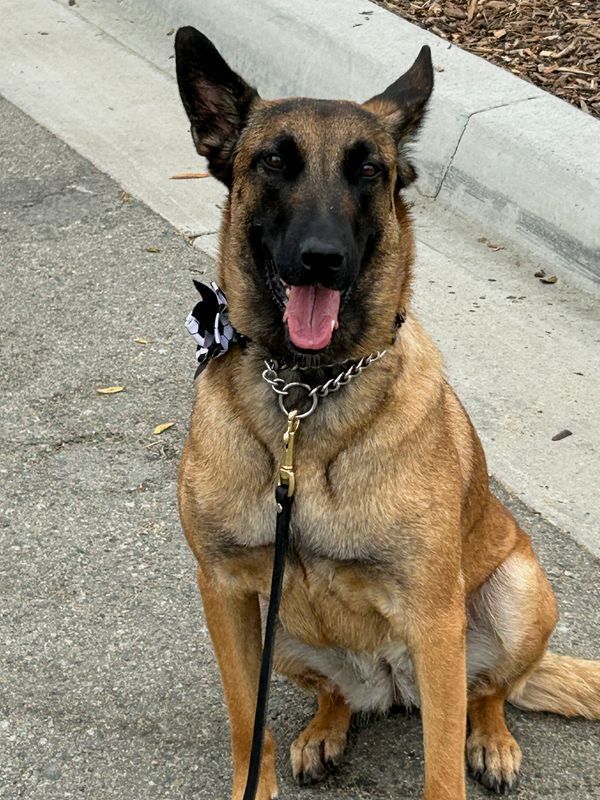 Canine Corps: How Hundreds of Security Dogs Protected the World Cup Across North America