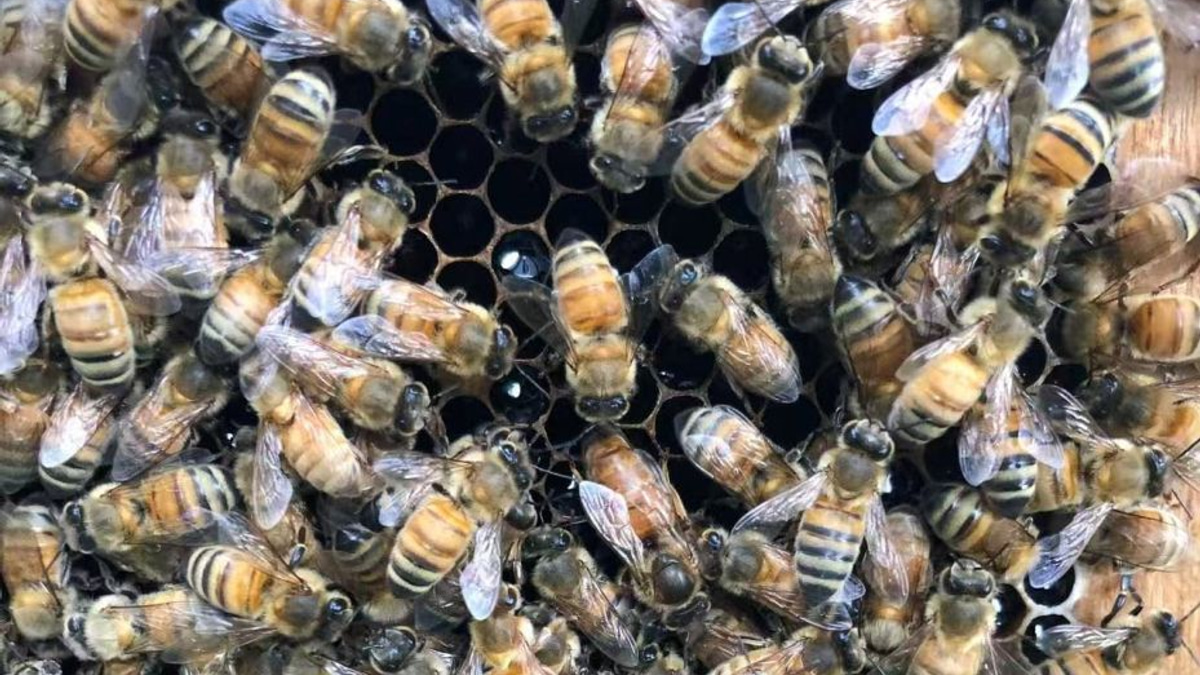 The Royal Chamber: How Honeybee Workers Engineer Queens Through Architecture and Chemistry