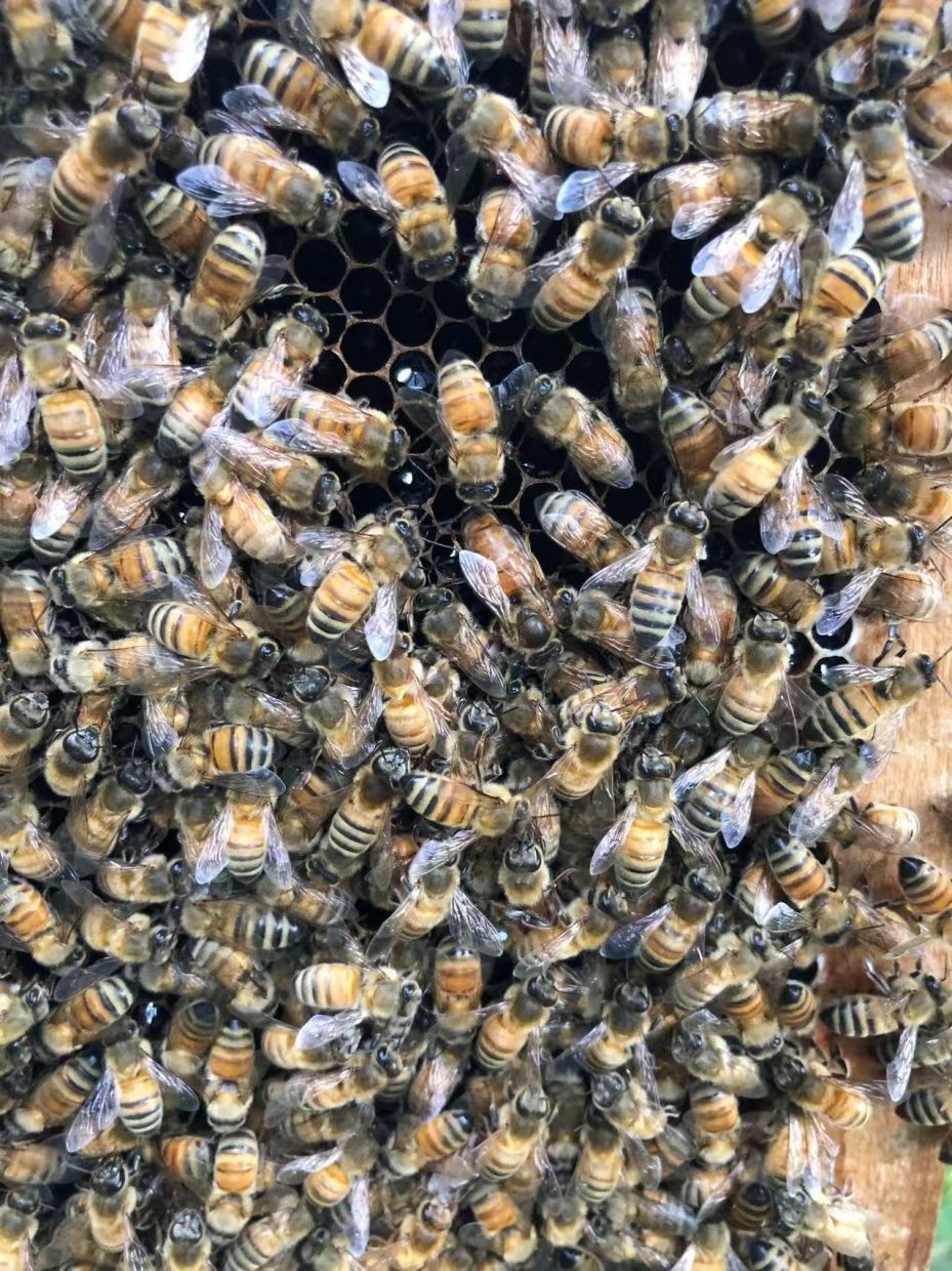The Royal Chamber: How Honeybee Workers Engineer Queens Through Architecture and Chemistry