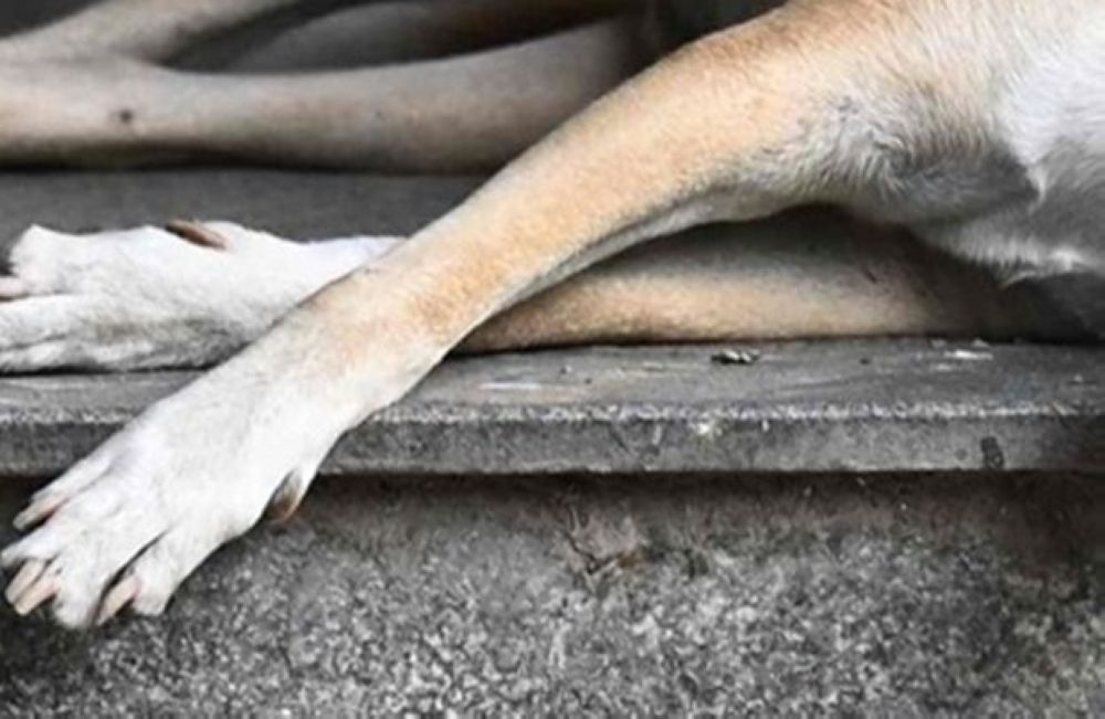 Police Question Klang Council Officers Over Death of Stray Dog Rocky During Capture Operation