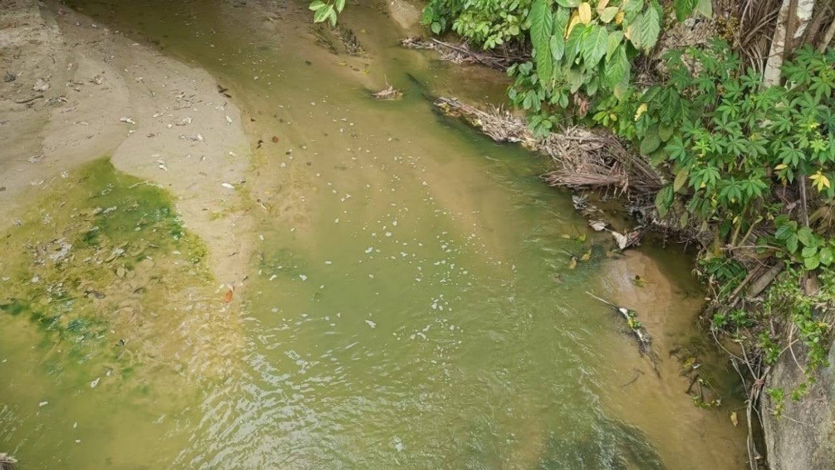Negeri Sembilan's Green River Mystery Solved: Algae Bloom, Not Pollution
