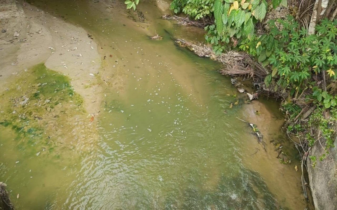 Negeri Sembilan's Green River Mystery Solved: Algae Bloom, Not Pollution