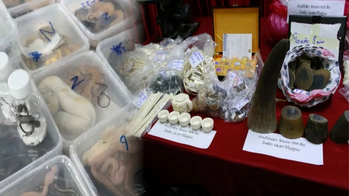 Laos Uncovers Major Wildlife Trafficking Network, Rescues Nearly 300 Animals