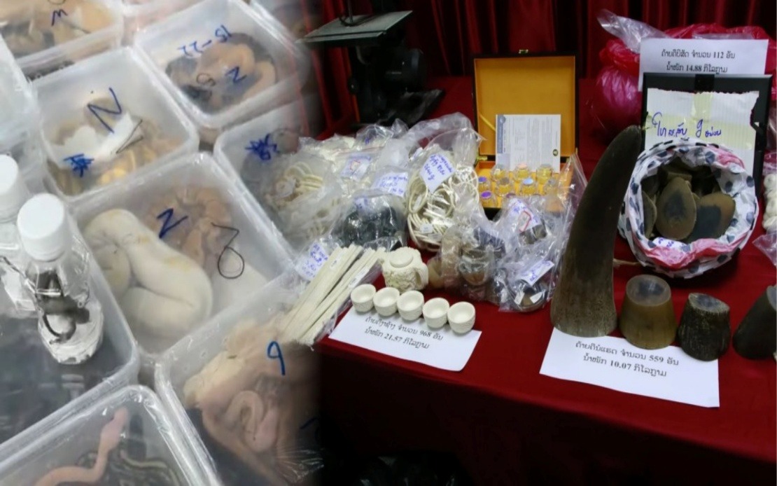 Laos Uncovers Major Wildlife Trafficking Network, Rescues Nearly 300 Animals